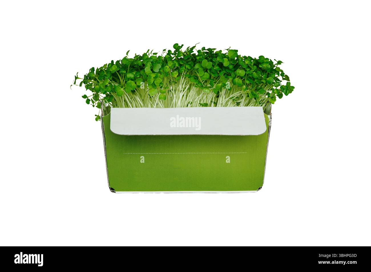 Broccoli sprouts isolated on white background Stock Photo