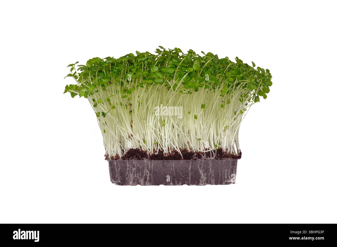 Broccoli sprouts isolated on white background Stock Photo