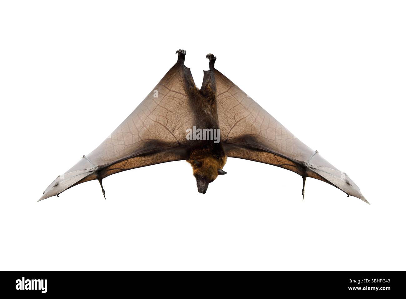madagascan flyng fox isolated on white background Stock Photo