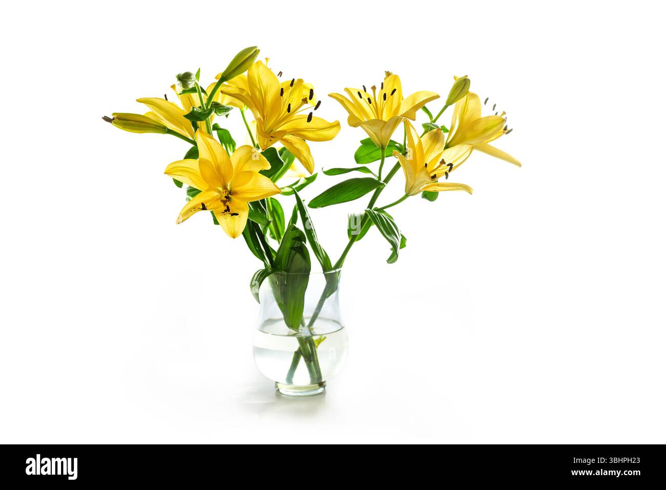 cow print zara dress