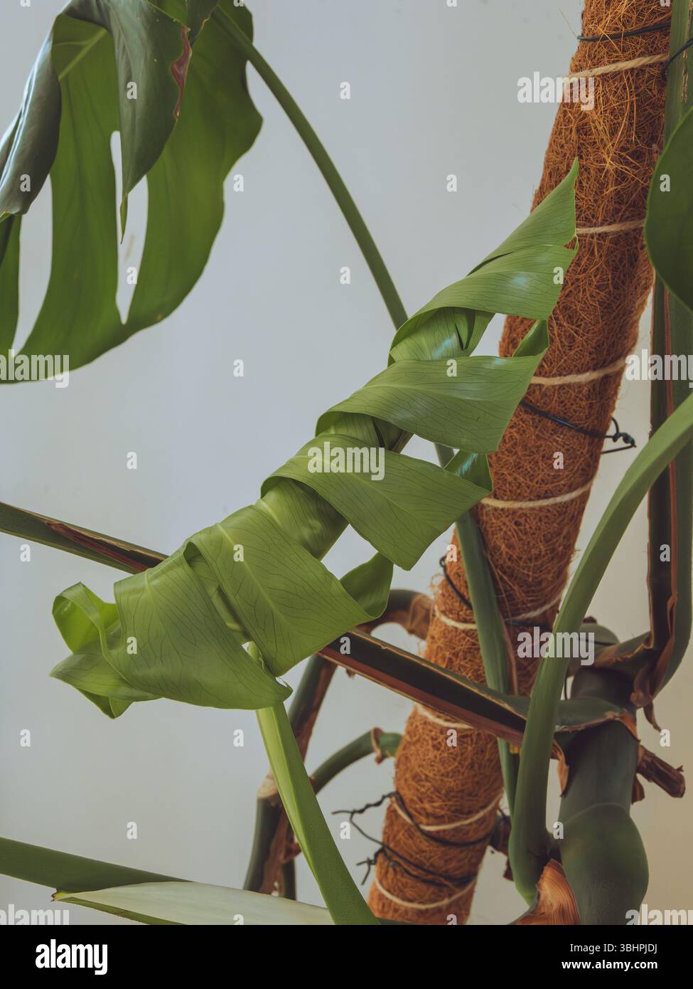 a new leaf in the plant monstera formation Stock Photo - Alamy