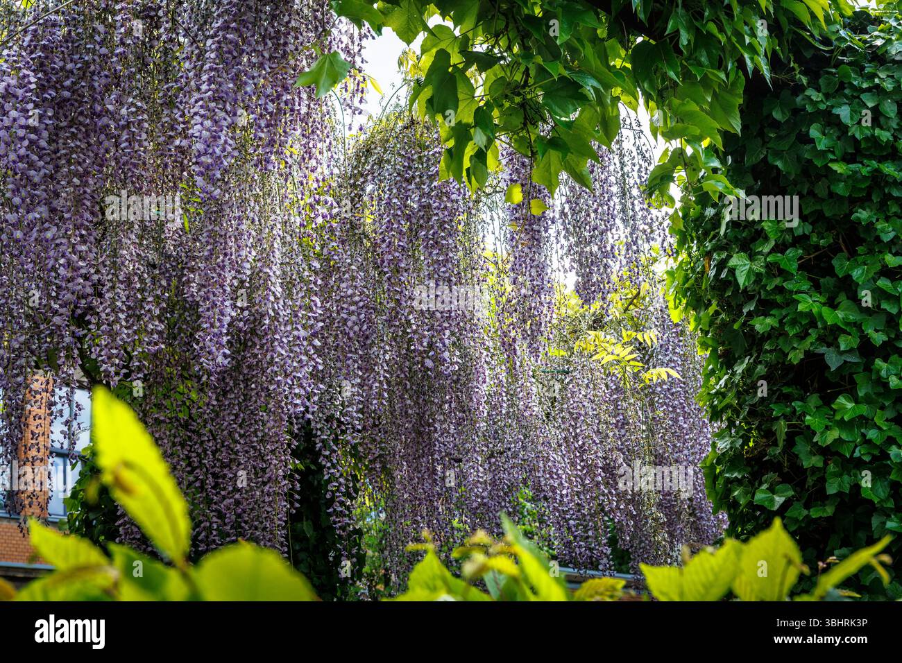 blooming wisteria (lat. Wisteria) on Maybach street, Cologne, Germany.  bluehende Glyzinie (lat. Wisteria) in der Maybachstrasse, Koeln,  Deutschland Stock Photo - Alamy