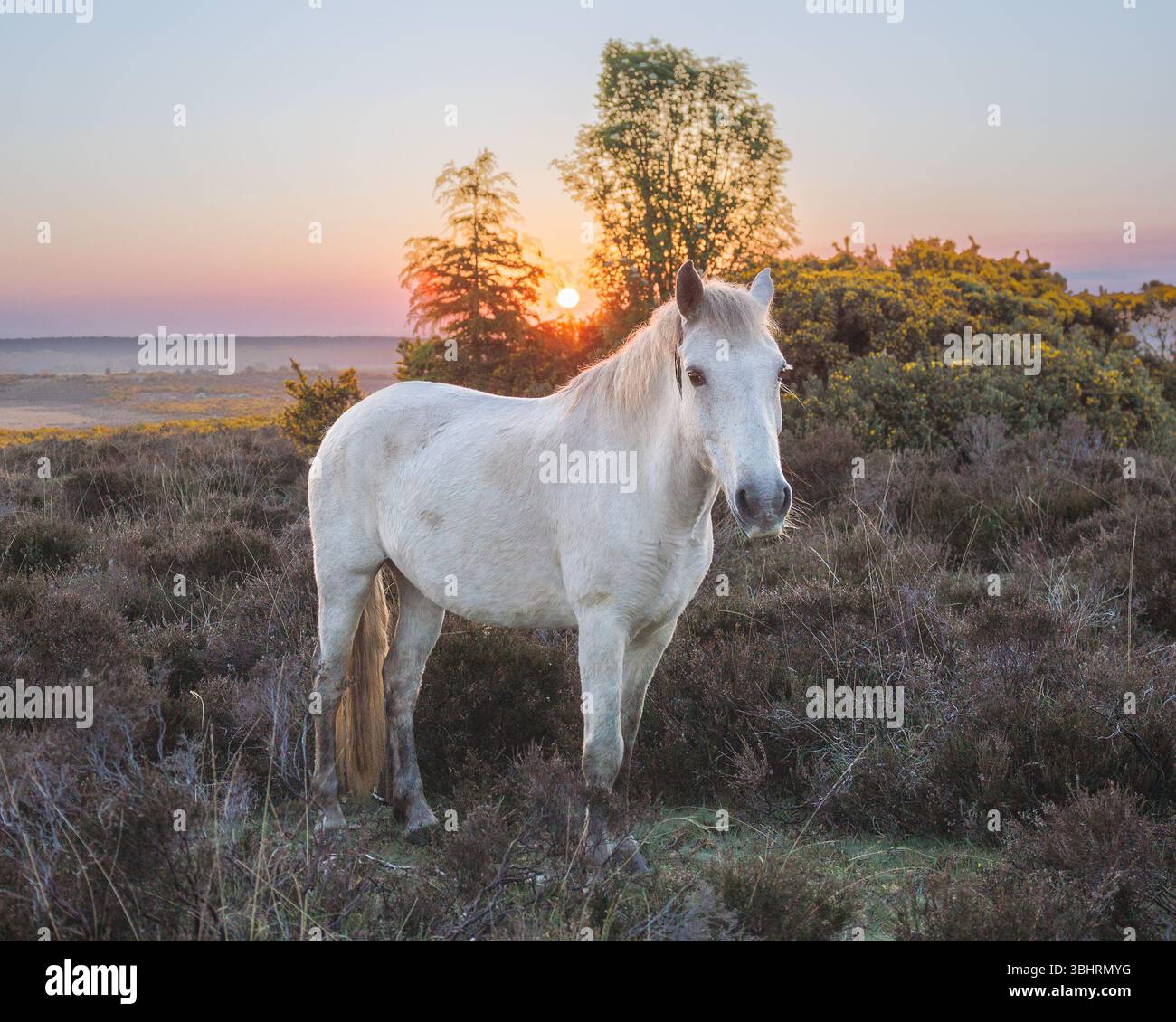 Brockenhurst new forest hi-res stock photography and images - Alamy