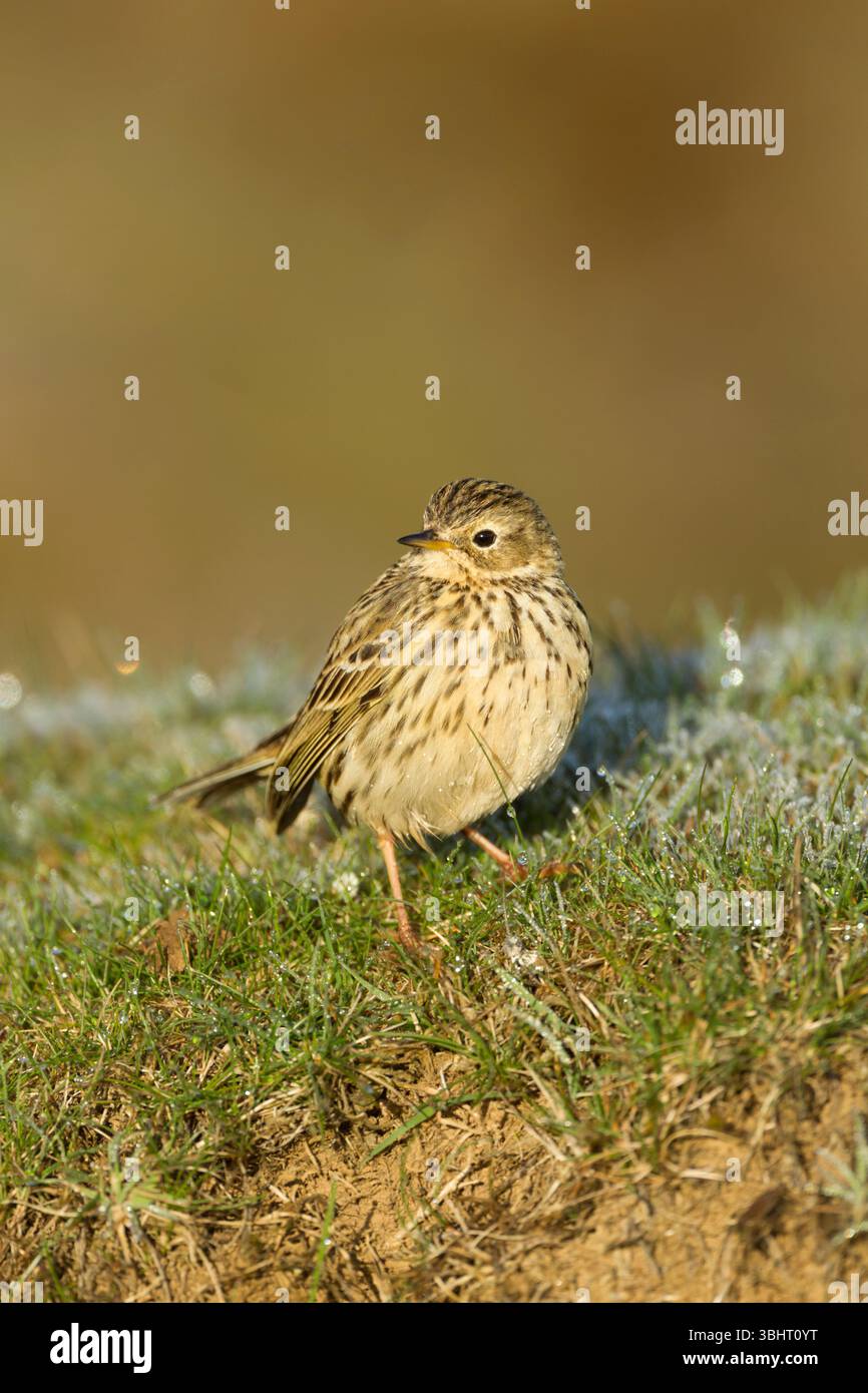 Meadow pipit (Anthus pratensis) adult standing on rapidly melting frosted grass in warm morning light in the North York Moors National Park - Stock Image