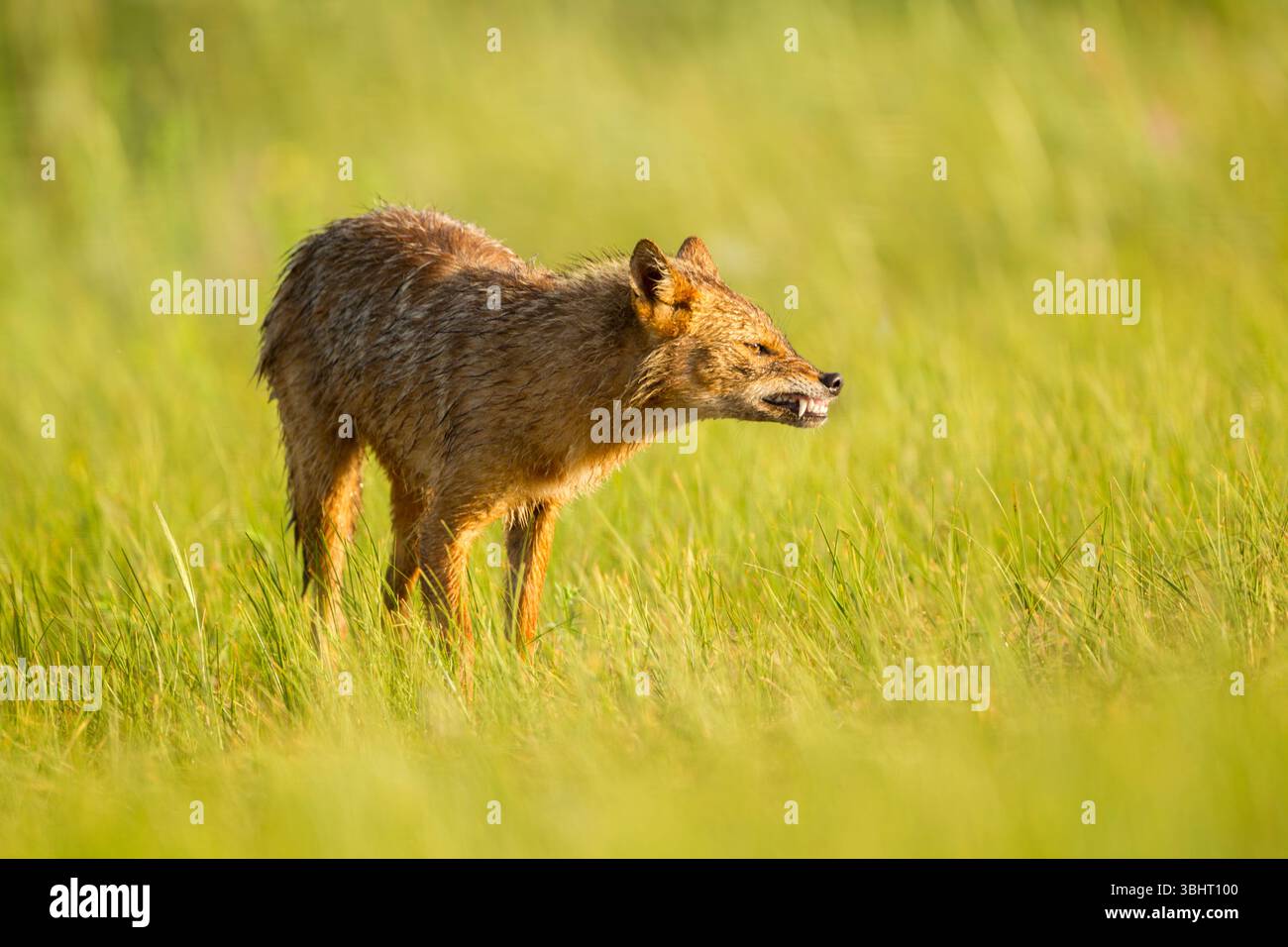 European jackal (Canis aureus moreoticus) among grasses, side view with teeth bared showing front teeth and fangs, aggressive pose - Stock Image