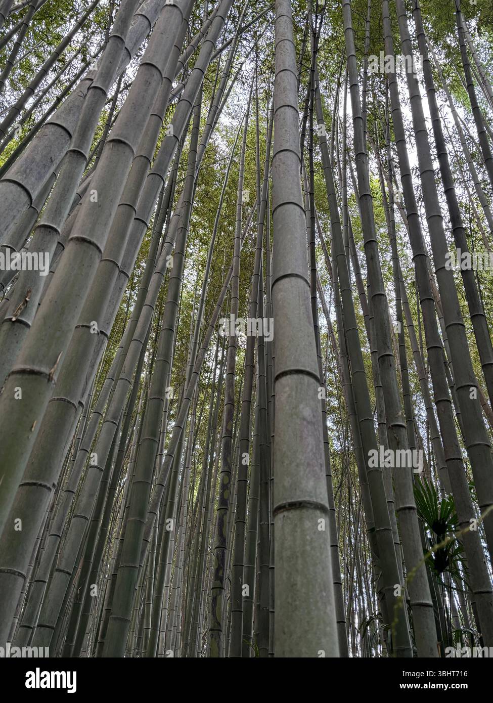 Arashima hi-res stock photography and images - Alamy