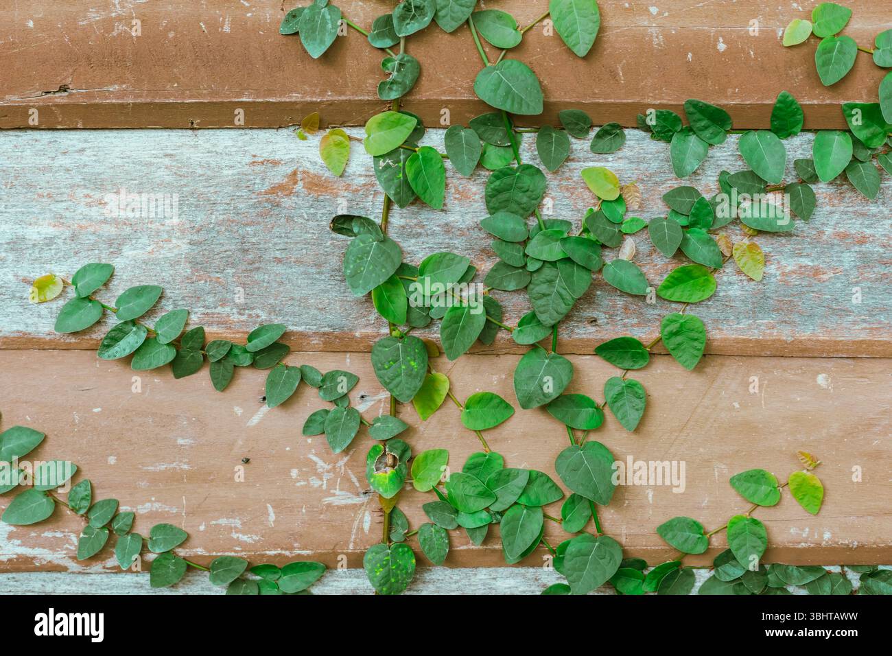 Green Ivy fresh leaves on the wall, Blackground and texture Stock Photo