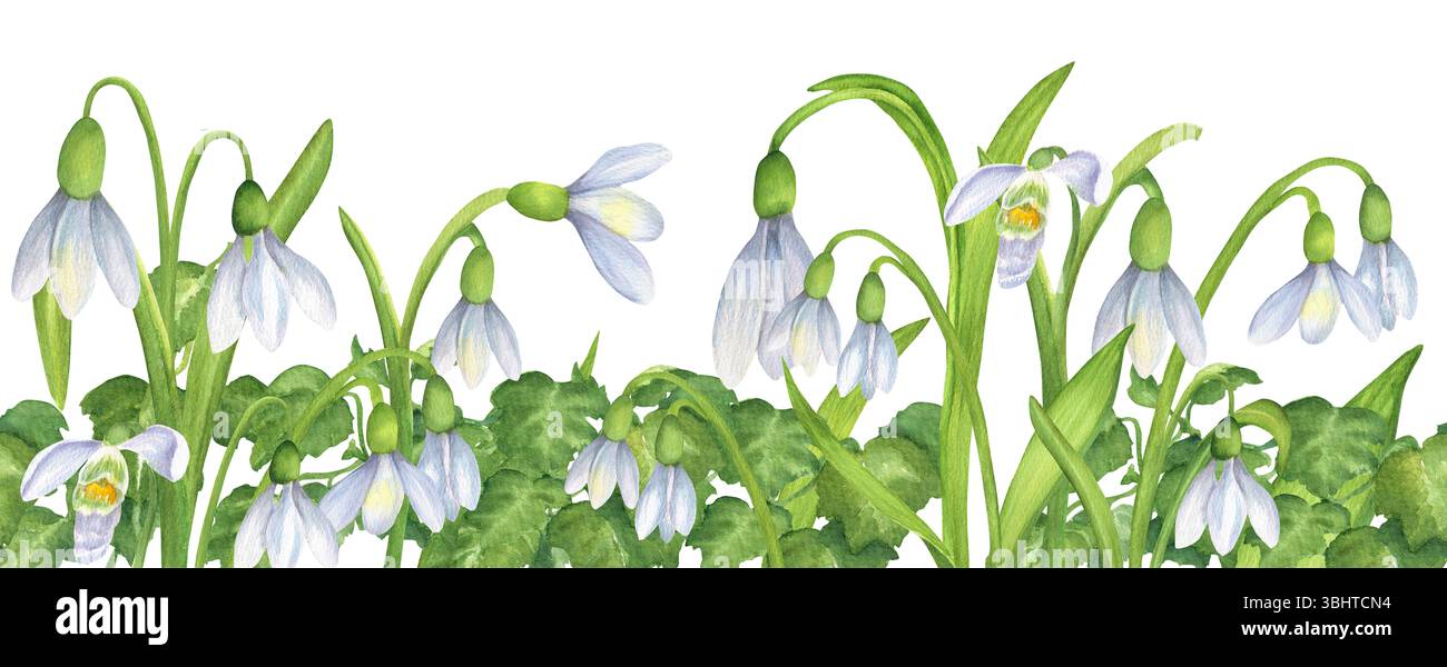Seamless floral border with white snowdrops flowers and green ivy ...