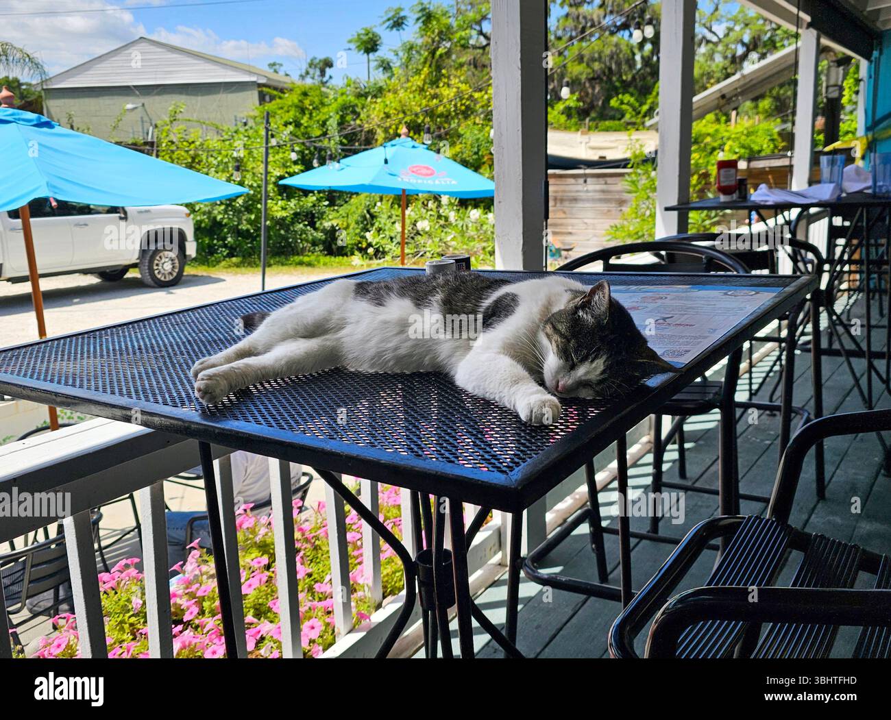Cleo the Customer Support Feline dozes on a table awaiting the next guests at Driftaway Cafe, Isle of Hope, Georgia - Smartphone Captured Stock Image