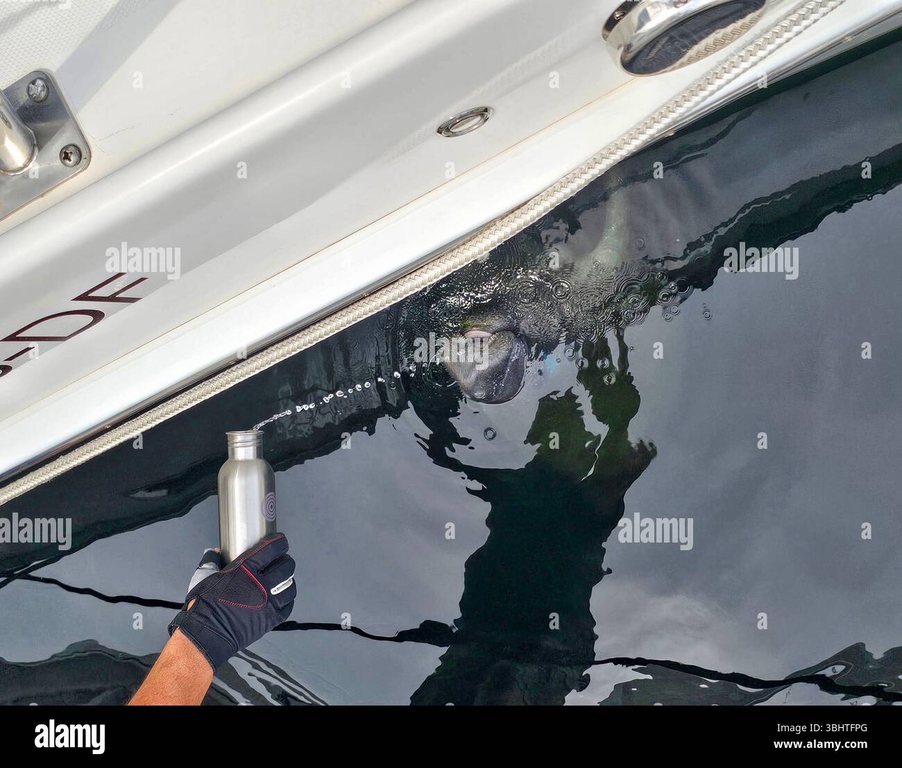 A manatee enjoys a drink of fresh water from a boater in Florida.  The manatee likes the marina area in Key Largo. - Smartphone Captured Stock Image