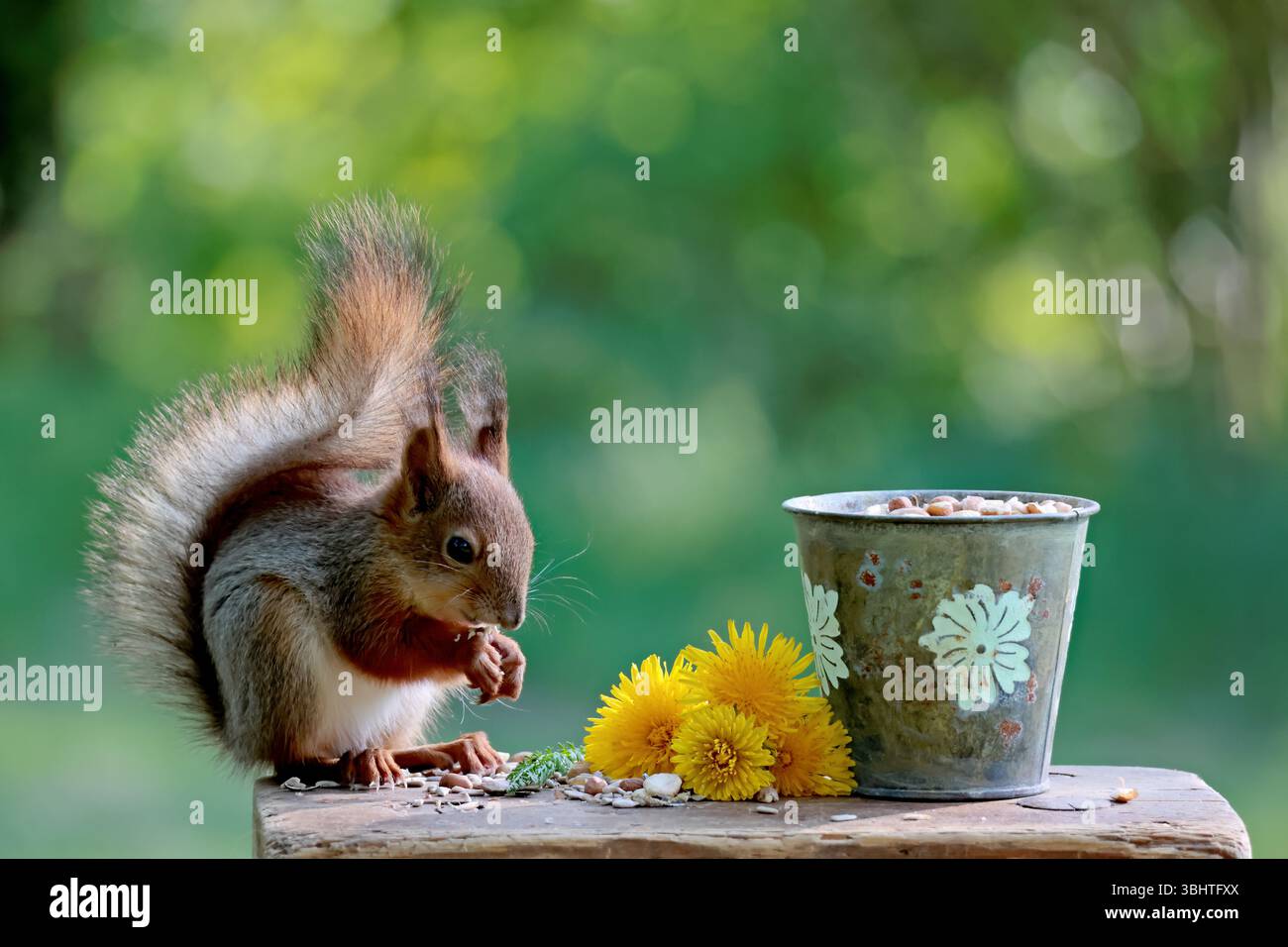 European red squirrel on a stool eating nuts and seeds from a bowl Stock Photo
