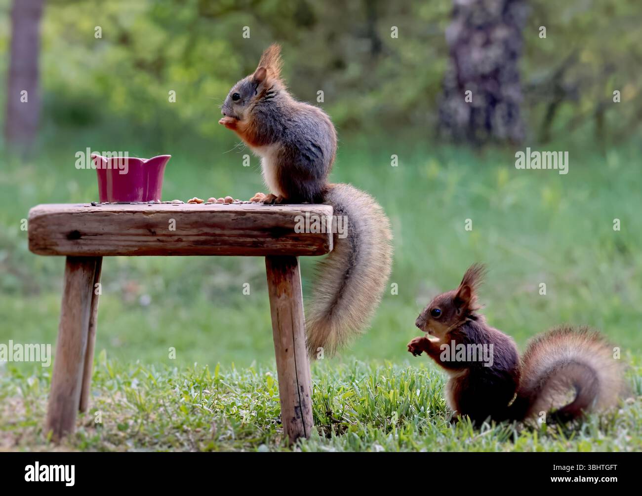 Two squirrels eating nuts and seeds outdoors Stock Photo