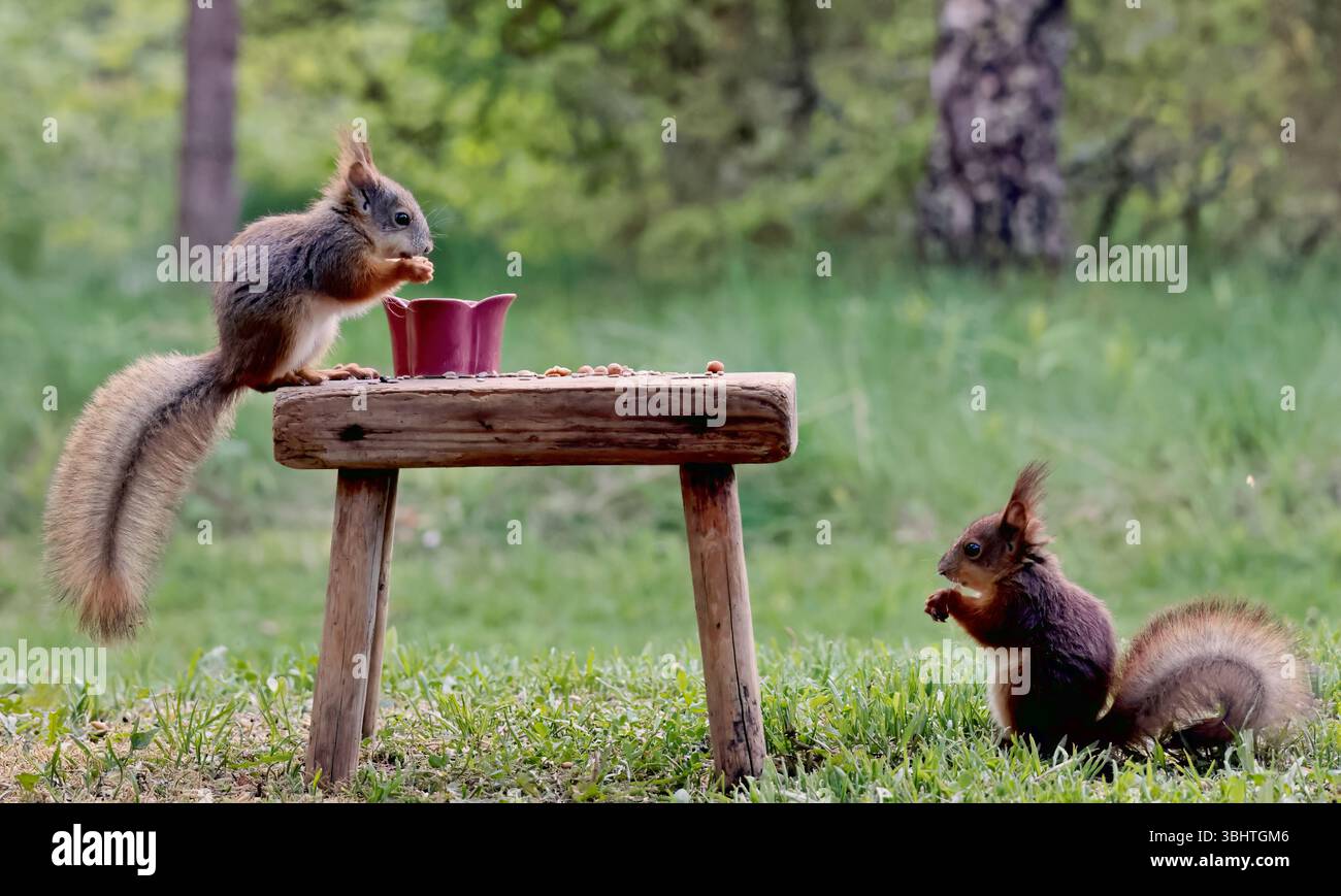 Two squirrels eating nuts and seeds outdoors Stock Photo