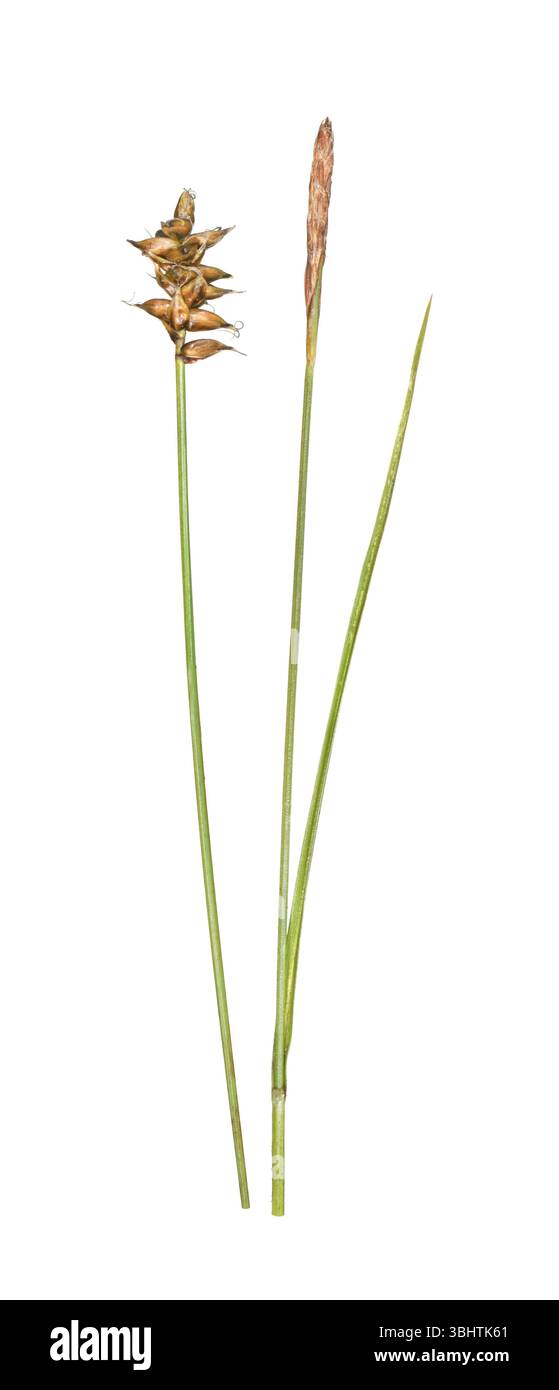 Dioecious Sedge - Carex dioica Stock Photo