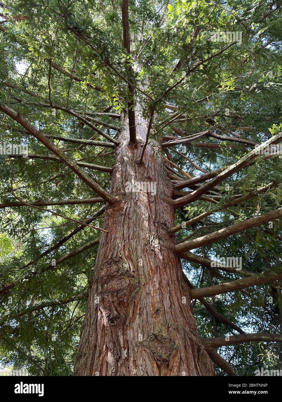 Sequoia sempervirens - Coast Redwood tree. - Smartphone Captured Stock Image