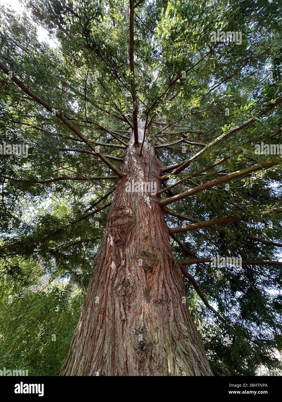 Sequoia sempervirens - Coast Redwood tree. - Smartphone Captured Stock Image