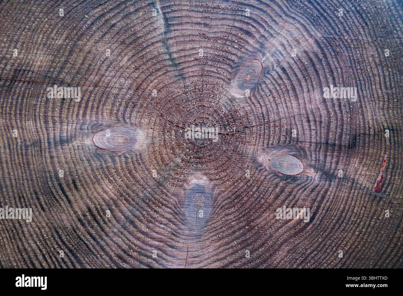 Texture of a cut tree with annual rings Stock Photo - Alamy