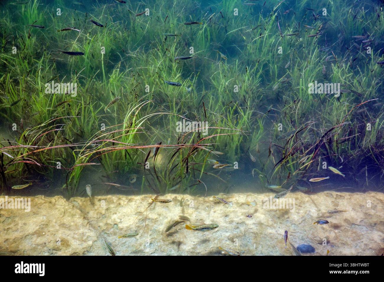Aquatic life beneath the surface at Wadi Namar Dam, Riyadh – a serene ...