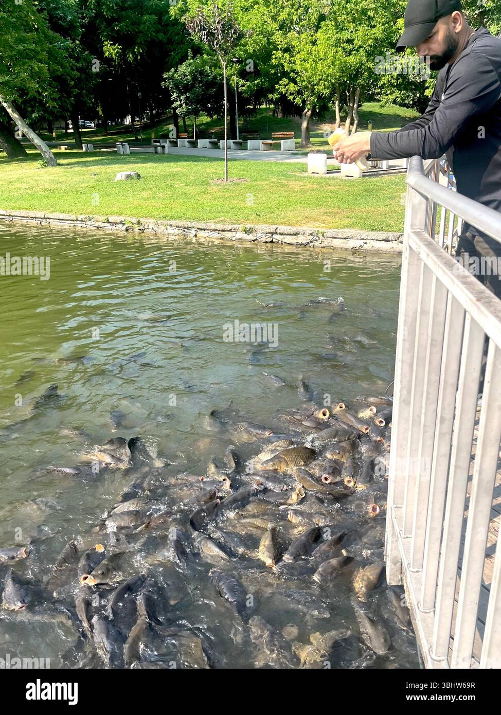 People feeds common carps Cyprinus carpio in a park pond as fish crowd the surface during feeding. - Smartphone Captured Stock Image