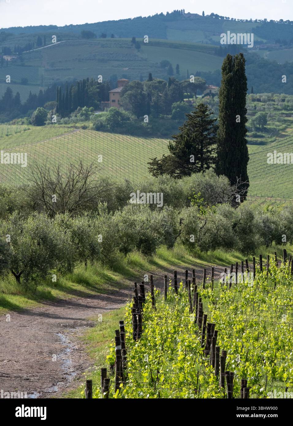 Italian Rural Vinyards Stunning rural farming landscape with vineyards and cypress trees in ...
