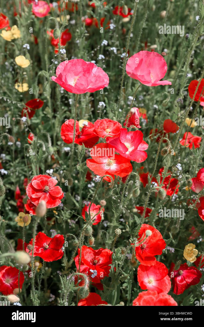 Poppies on summer meadow hi-res stock photography and images - Alamy