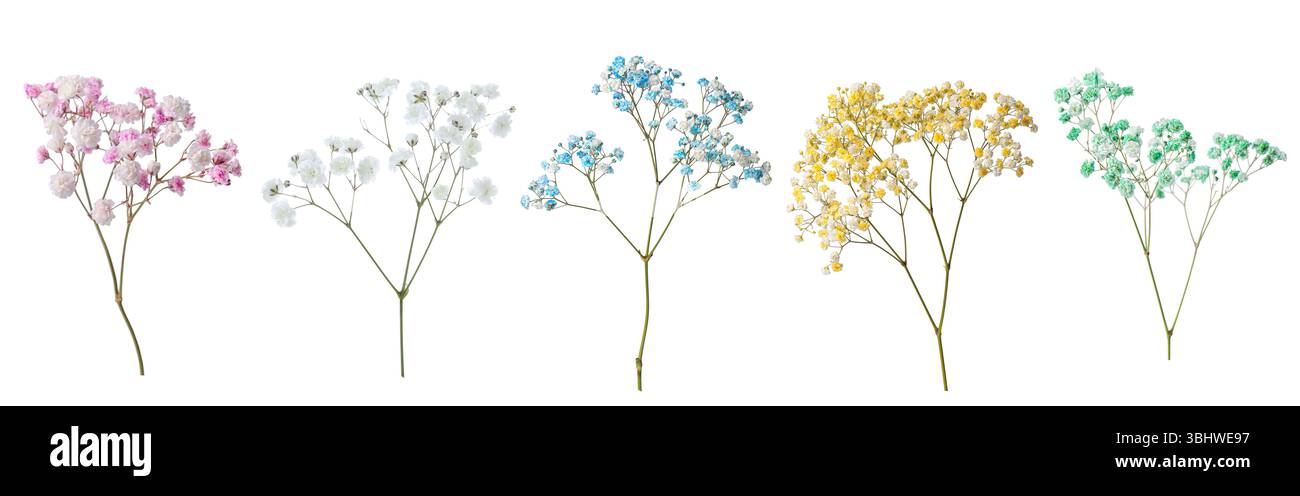 Small Flower Different Color Flowers different colors small Cut Out Stock Images & Pictures - Alamy