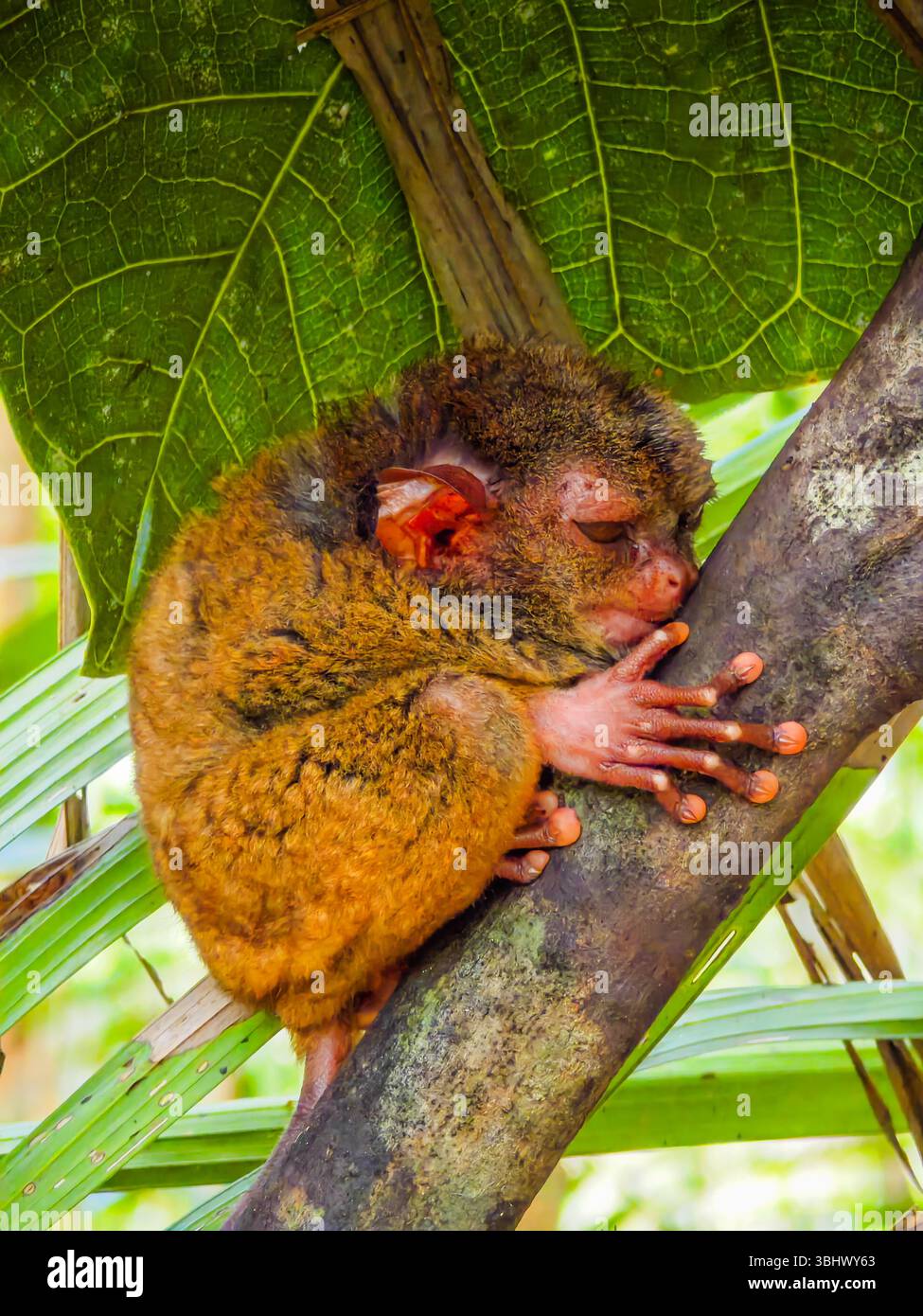 Close up shot of unique and cute looking Tarsier with large eyes. Bohol ...
