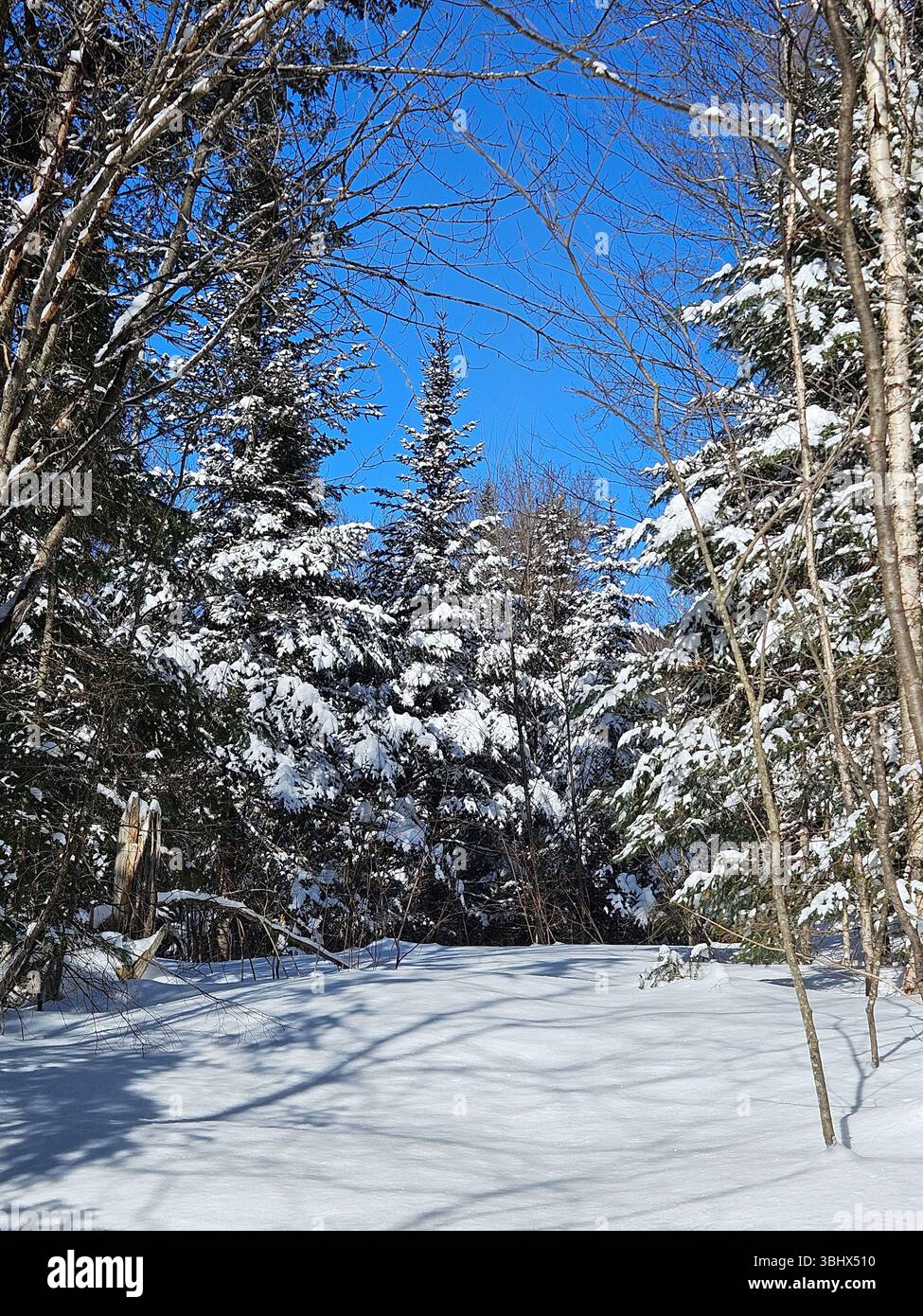 Snow-covered forest trail through evergreen trees with deep winter snow and bright blue sky creating peaceful wilderness pathway - Smartphone Captured Stock Image