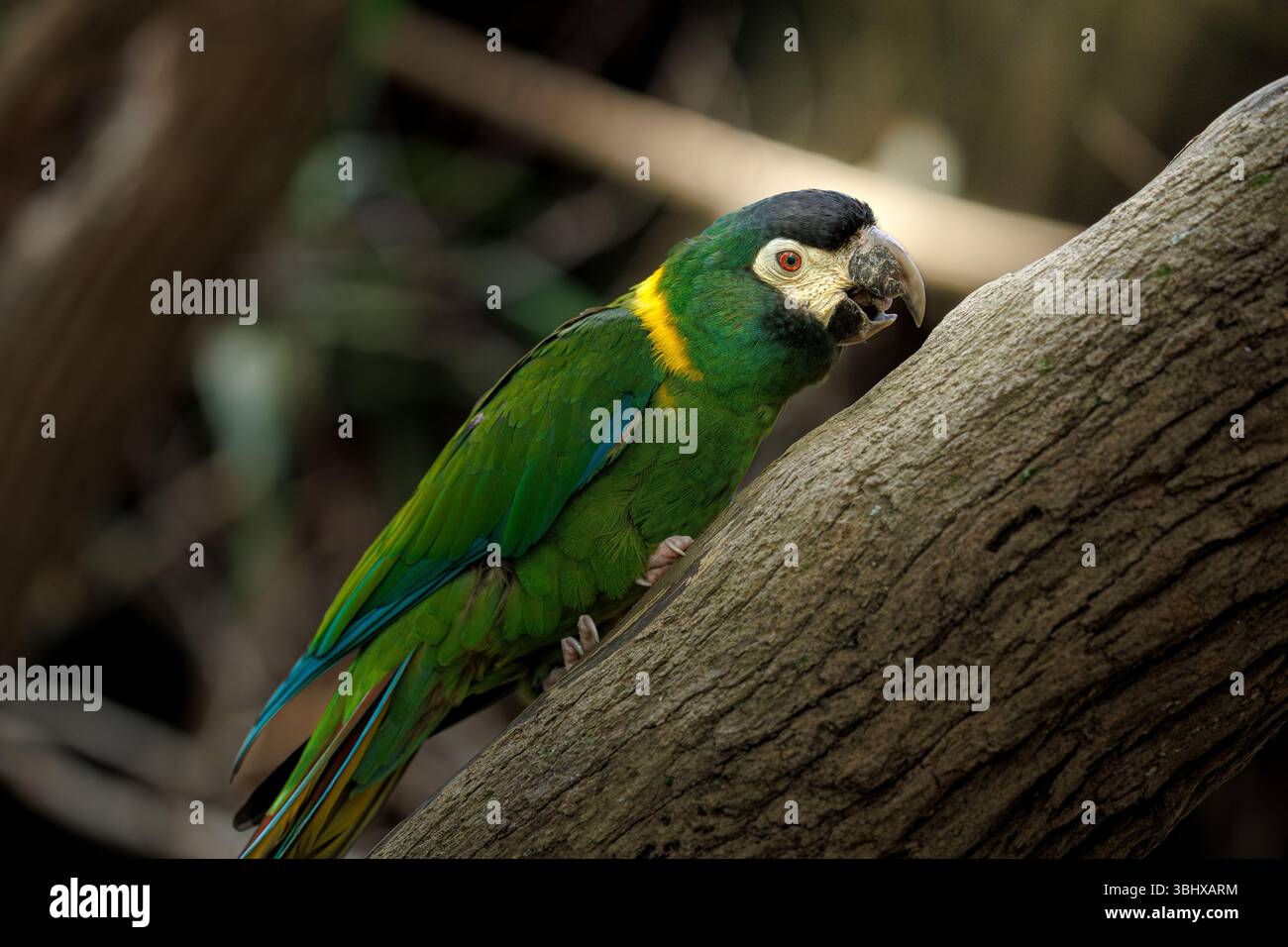 Close-up of a Nanday parakeet (Aratinga nenday) perched on a tree ...