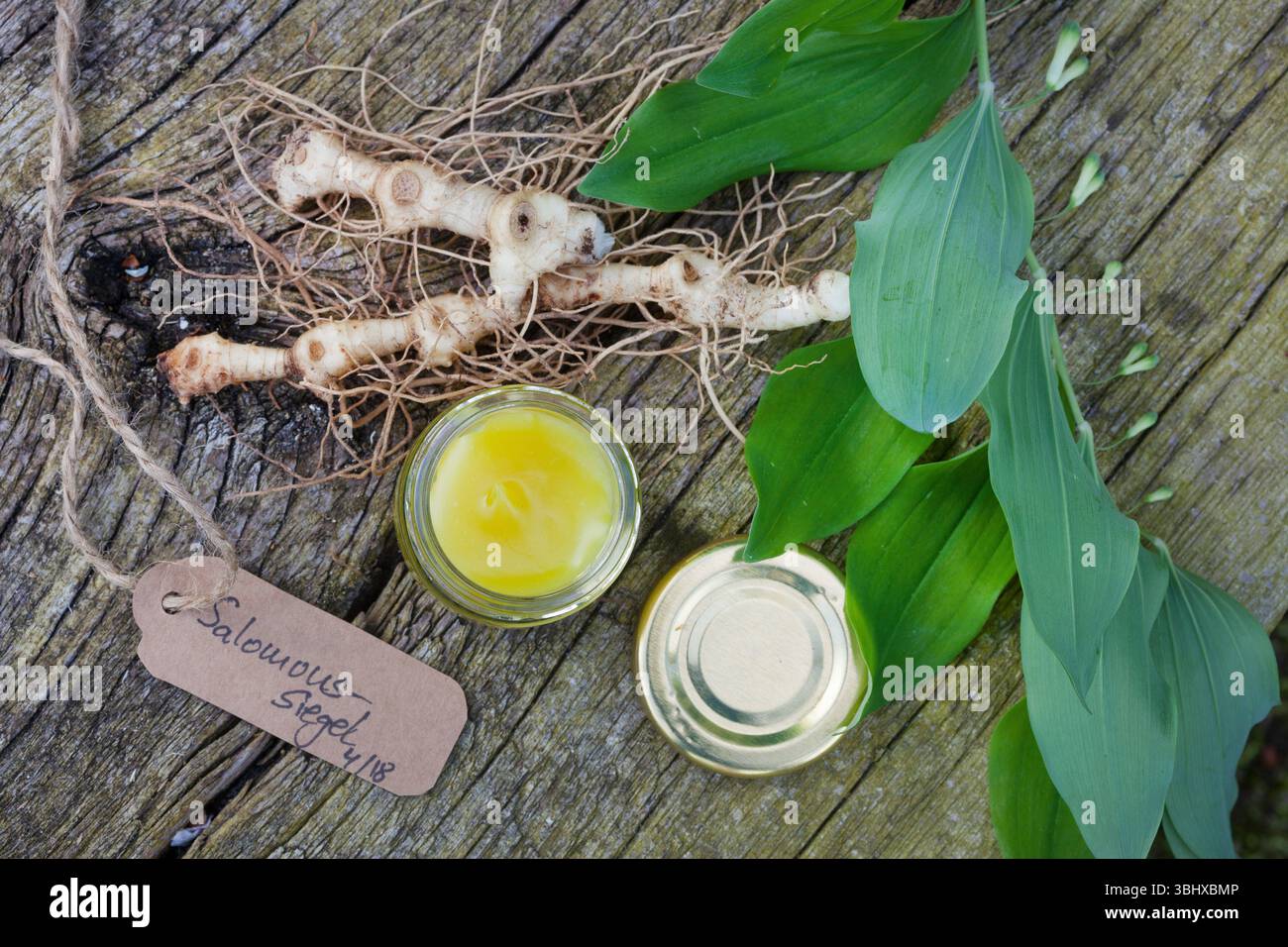 Eurasian soloman's-seal, Solomon's seal, David's harp, ladder-to-heaven ...