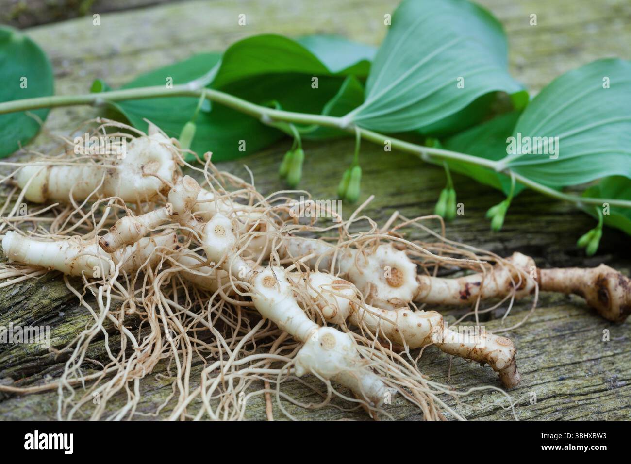 Eurasian soloman's-seal, Solomon's seal, David's harp, ladder-to-heaven ...