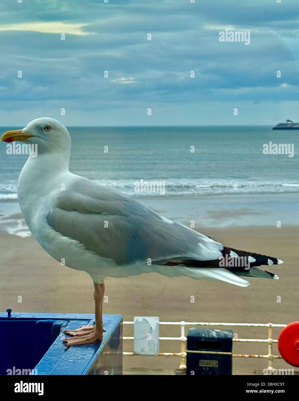 Close up of Sea Gull with North Sea and Whitby Beach in background. Whitby, Yorkshire, England - Smartphone Captured Stock Image