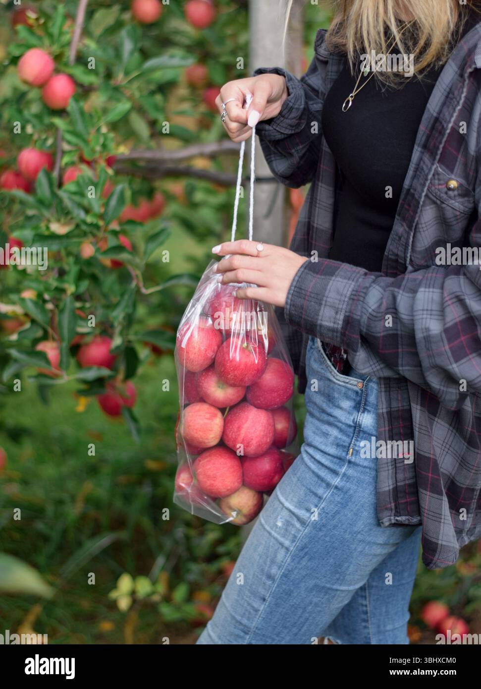 Young woman picking apples into a clear plastic drawstring bag at an orchard Stock Photo