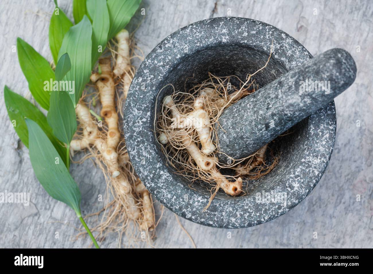 Eurasian soloman's-seal, Solomon's seal, David's harp, ladder-to-heaven ...
