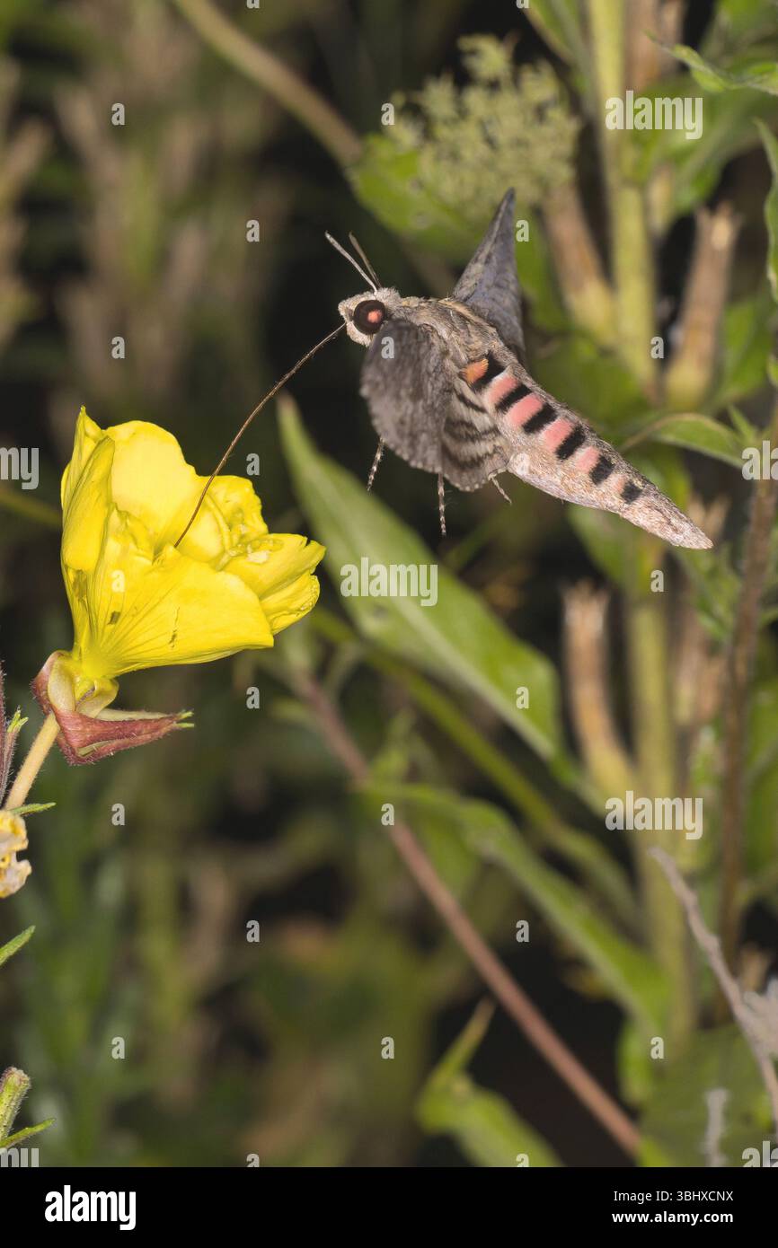 Convolvulus hawkmoth, Morning glory sphinx moth (Agrius convolvuli ...