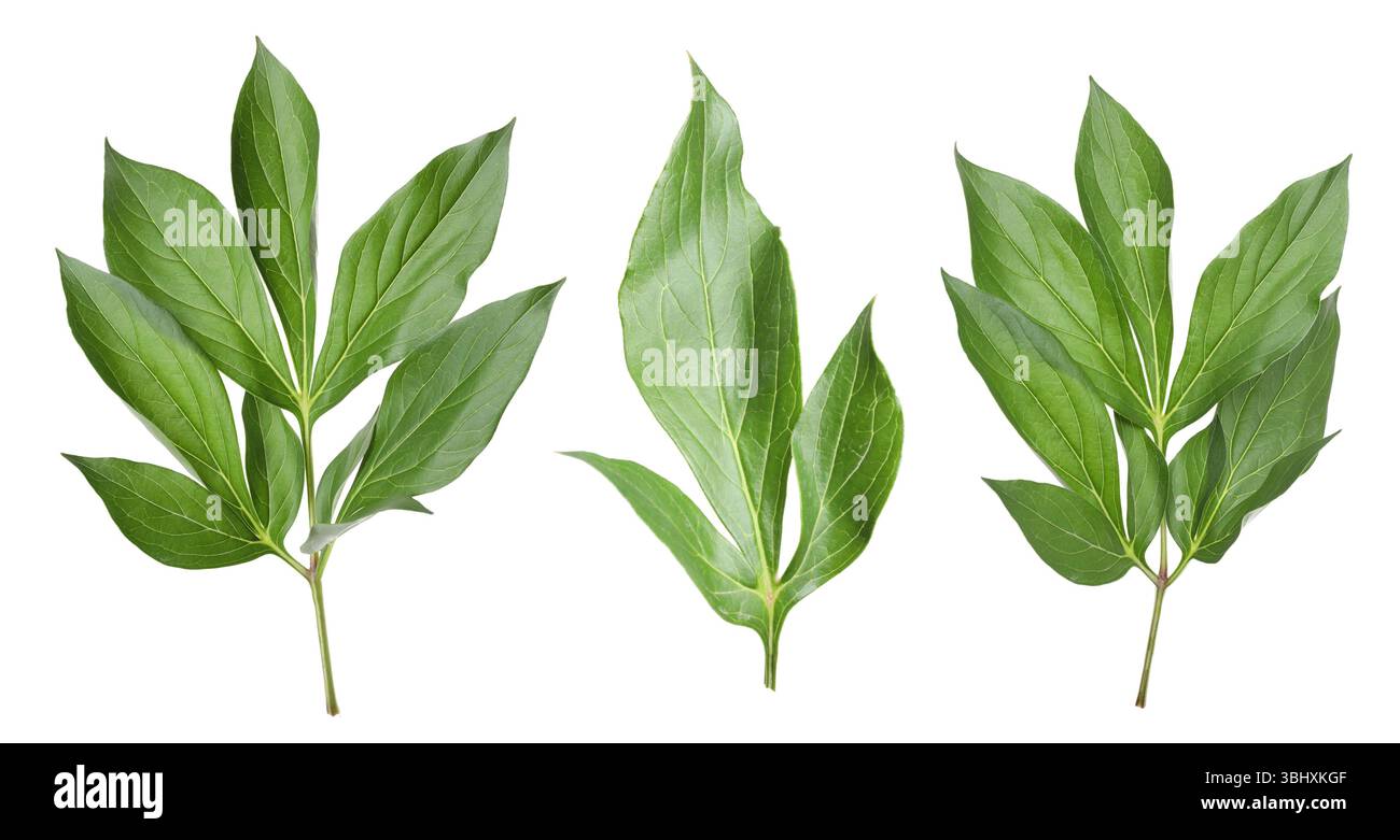 Green peony leaves isolated on white, set Stock Photo - Alamy