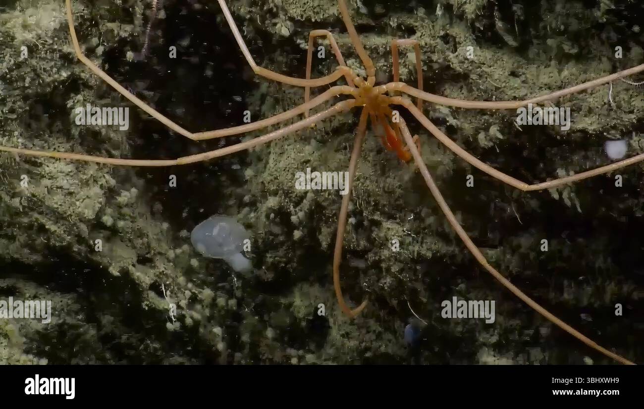 Spider Trenches Deep Sea Mining 2025 Sea spider Pycnogonida Deep Ocean Exploration ...