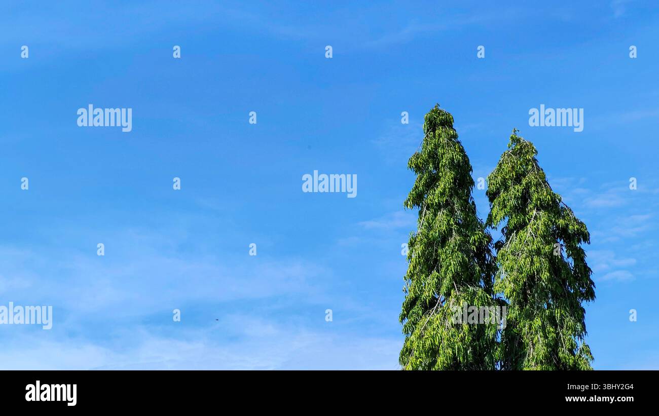 Tall evergreen trees against blue sky hi-res stock photography and ...