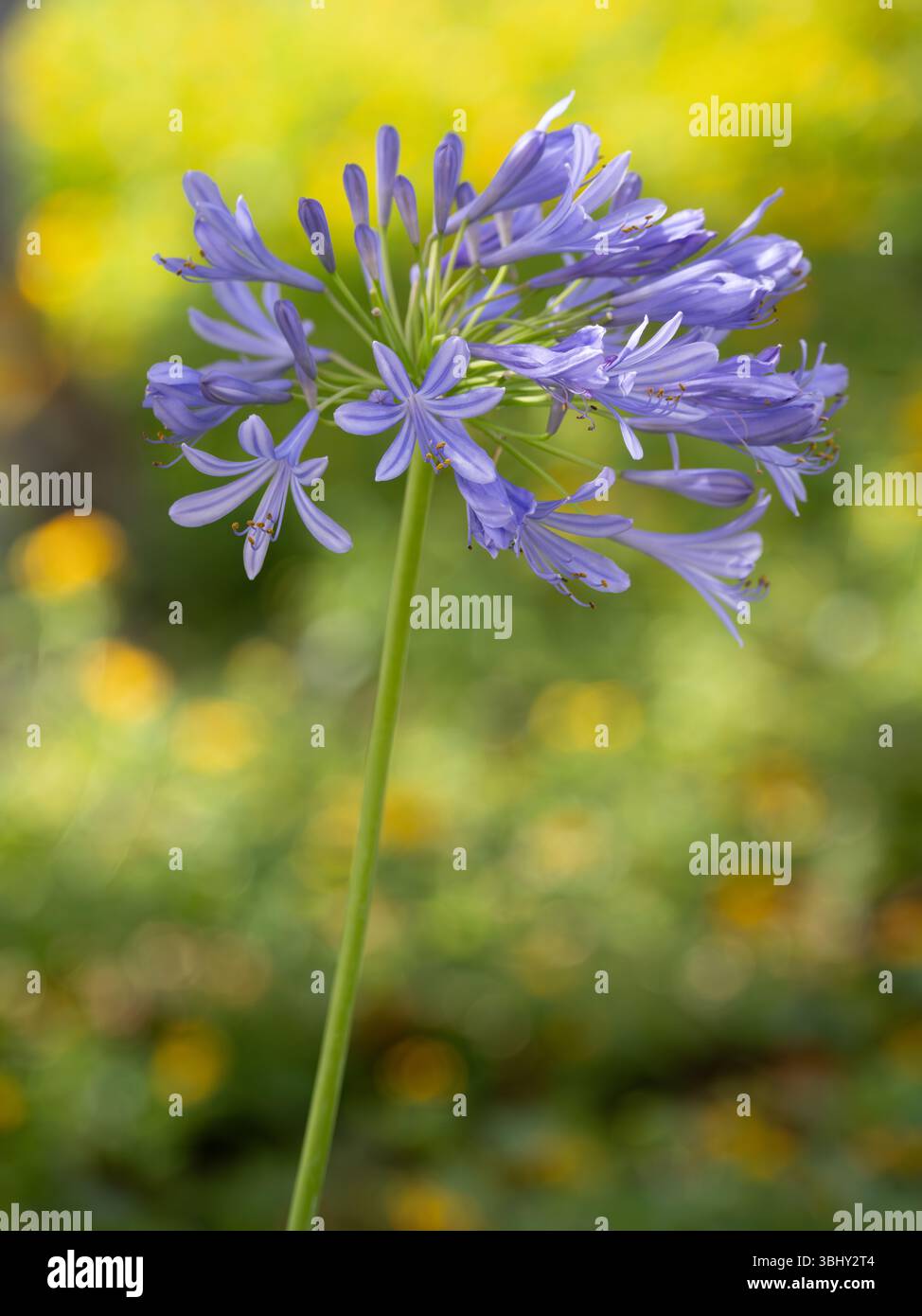 Lily field hi-res stock photography and images - Alamy