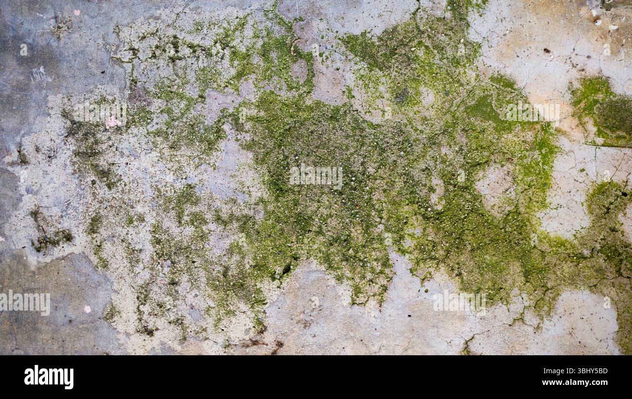 Top view of Moss on Weathered Concrete Stock Photo