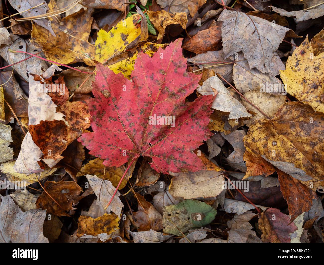 Red maple leaf laying on the ground in the forest Stock Photo
