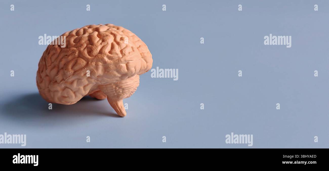 Human Brain Model Isolated on Blue Background with Copy Space Representing Intelligence, Neuroscience, and Mental Function Stock Photo
