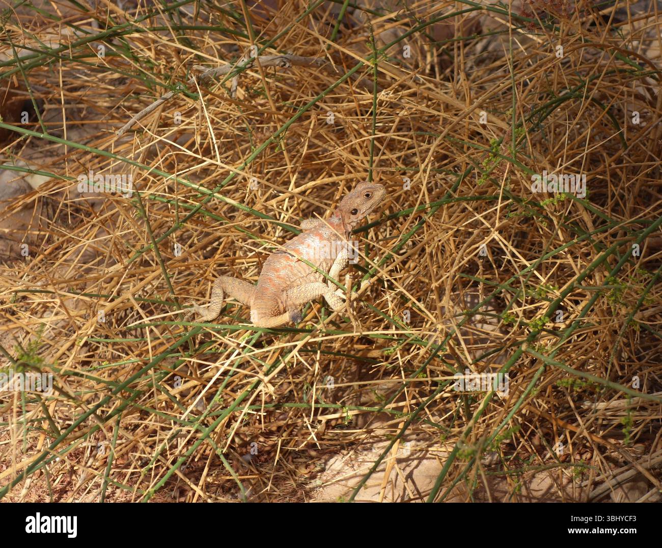Egyptian Rock Agama (Laudakia vulgaris) that has lost it tail, AlUla, Saudi Arabia Stock Photo
