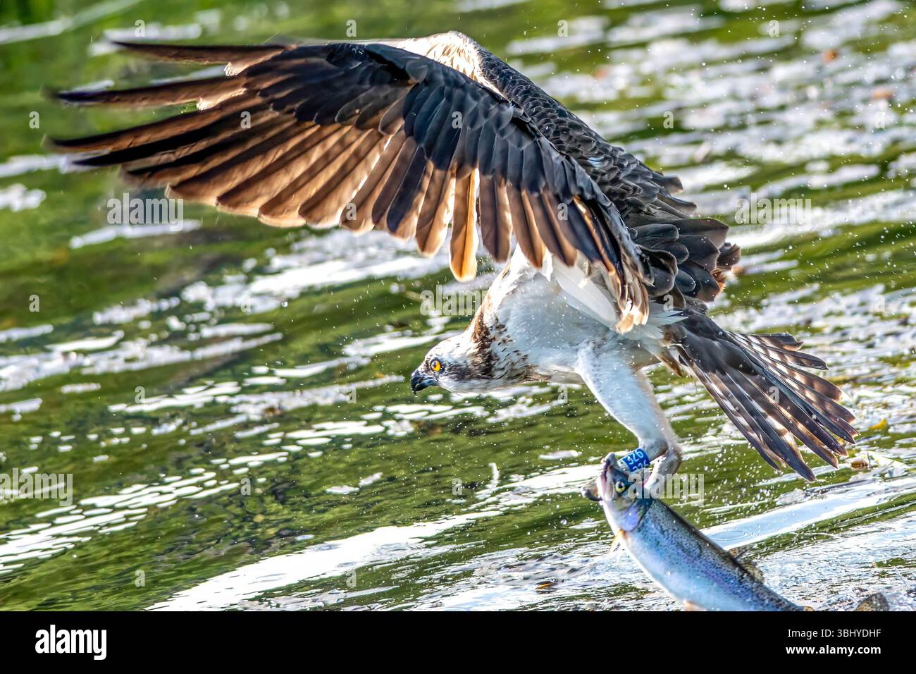 Osprey Tags for Stock Photos osprey in flight, osprey hunting, osprey diving, osprey near water, osprey with fish, osprey perched, close-up of osprey, Stock Photo