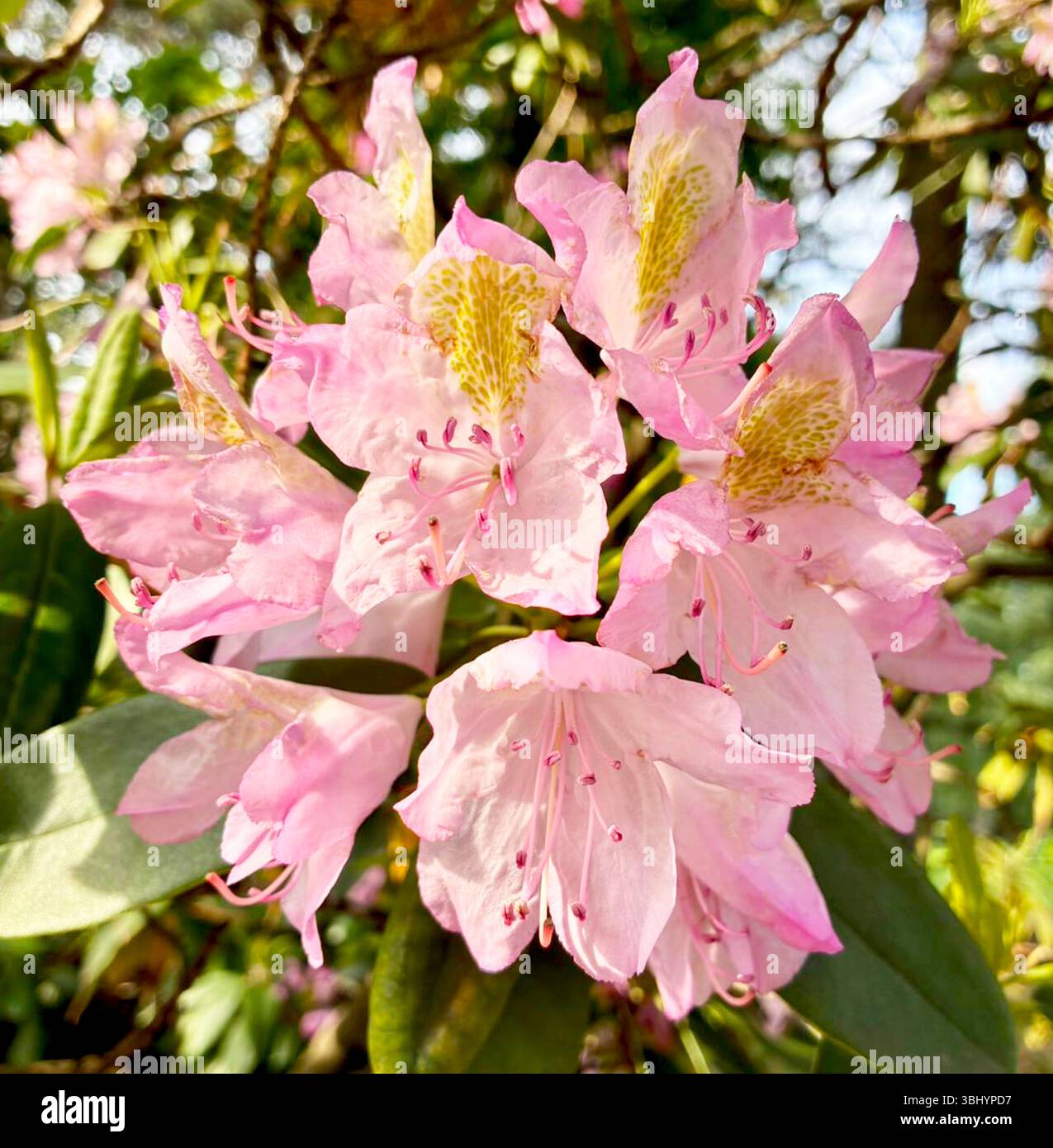 Rhododendron jolie madame hi-res stock photography and images - Alamy