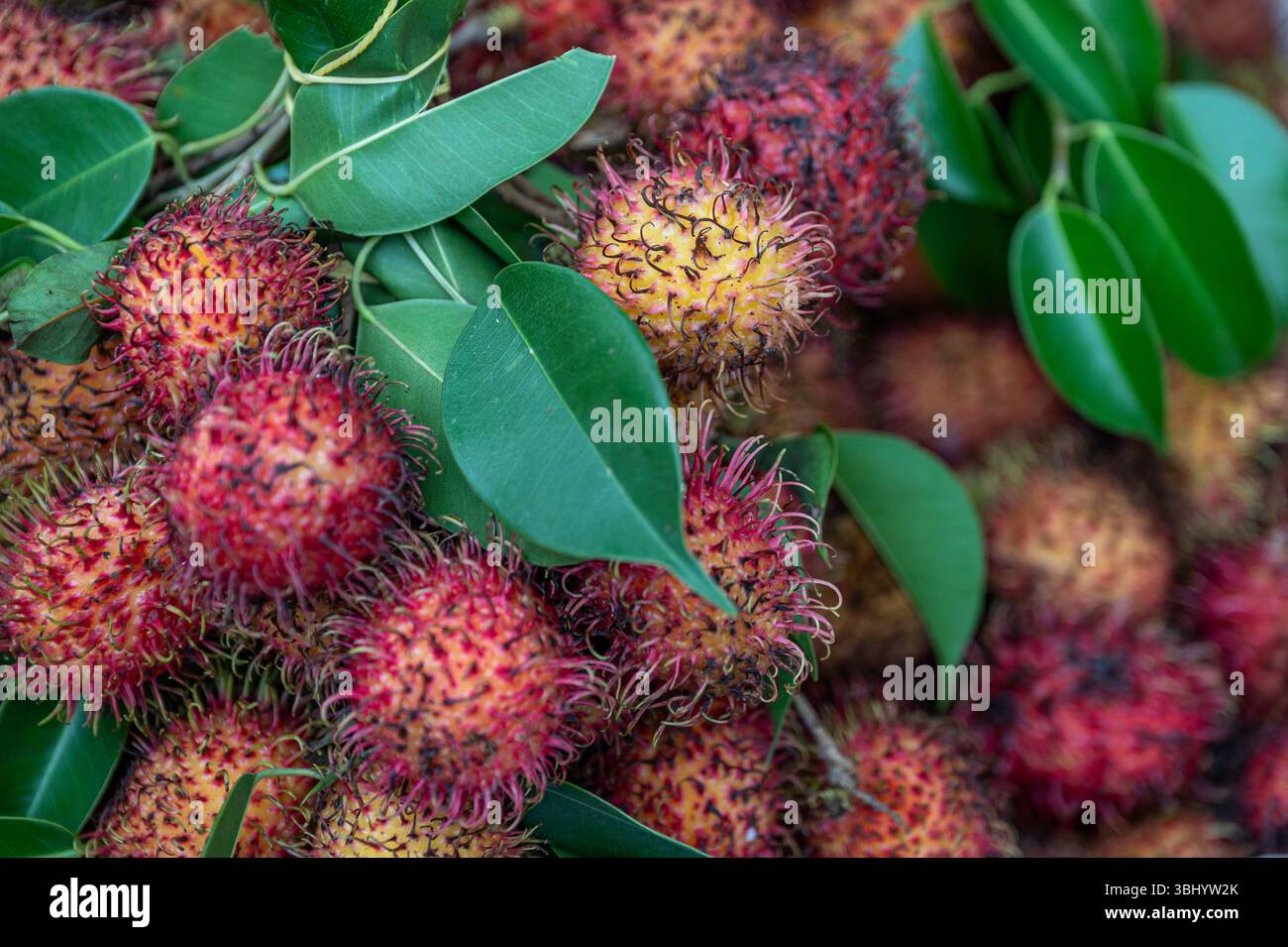Close up of lots of Rambutan, a Lycee tyoe fruit, found all over South East Asia. Stock Photo