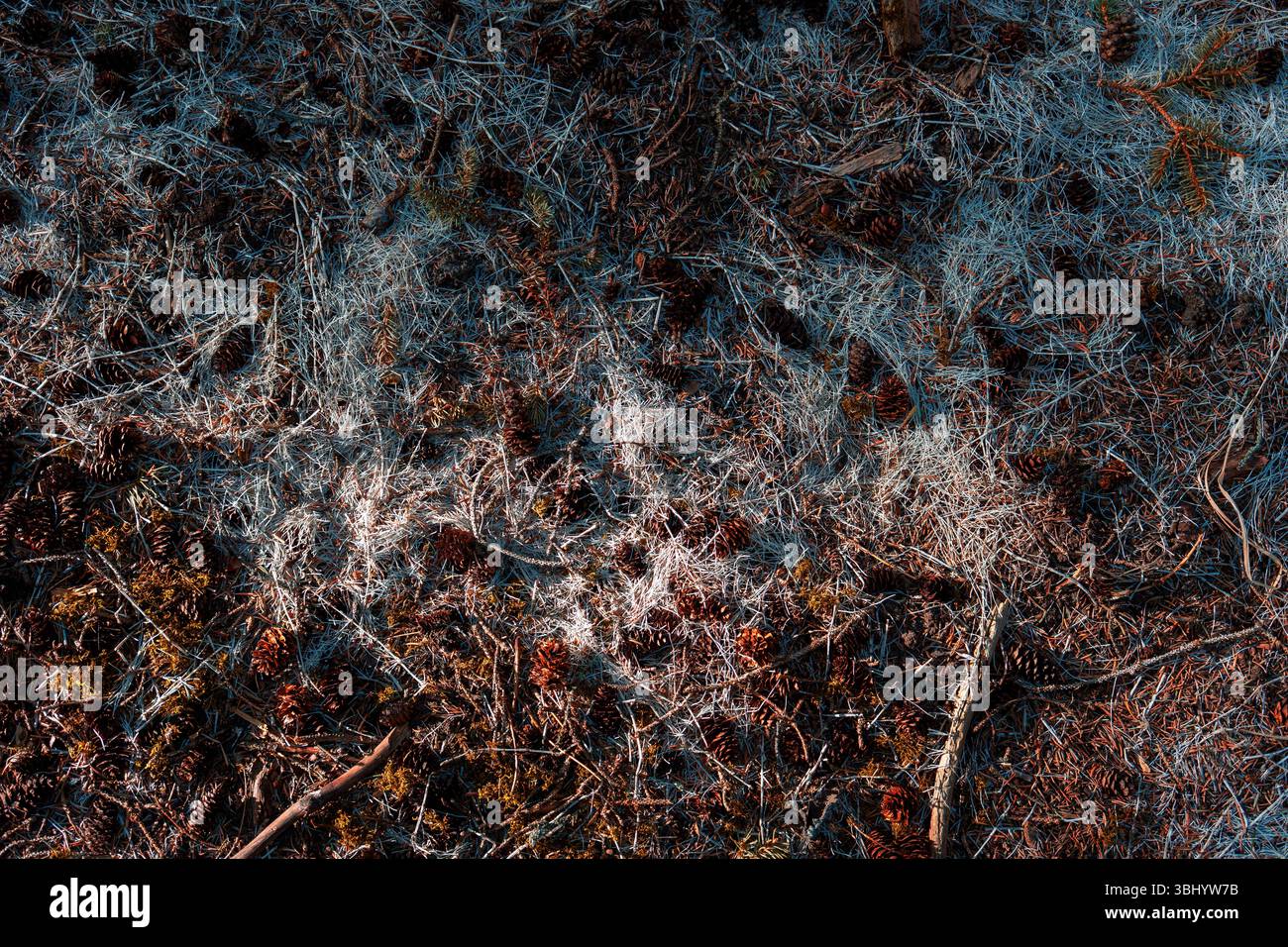 Forest ground covered with roots, spruce needles and soil textures ...