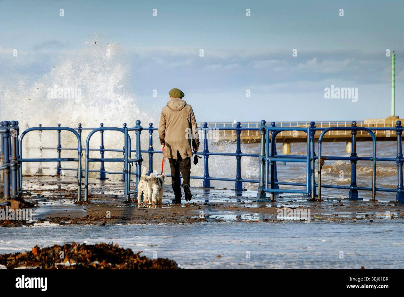 man  in coat & hat walking dog on coastal pathway amble harbour with waves crashing against the blue railings under a clear sky. Stock Photo