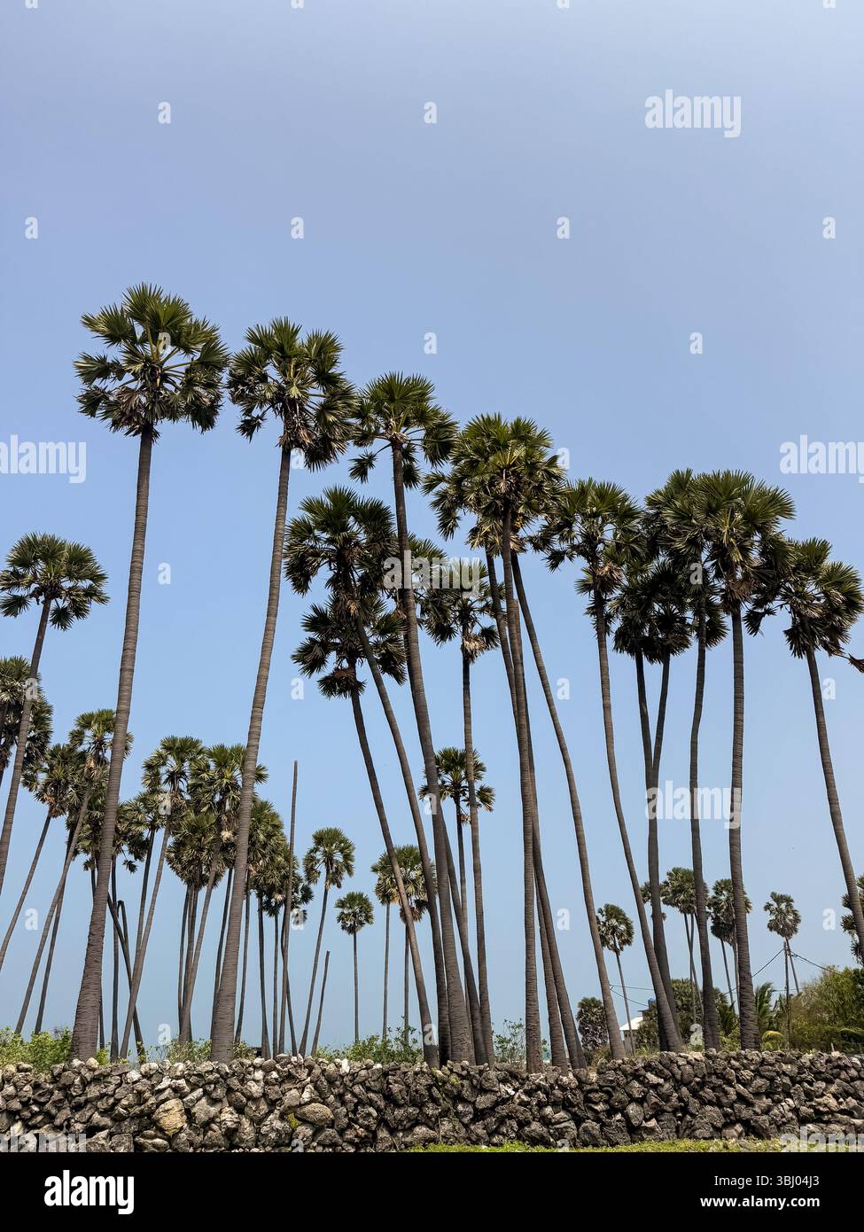 Tall palm trees against a clear blue sky in northern Sri Lanka,with a traditional stone wall in the foreground. - Smartphone Captured Stock Image