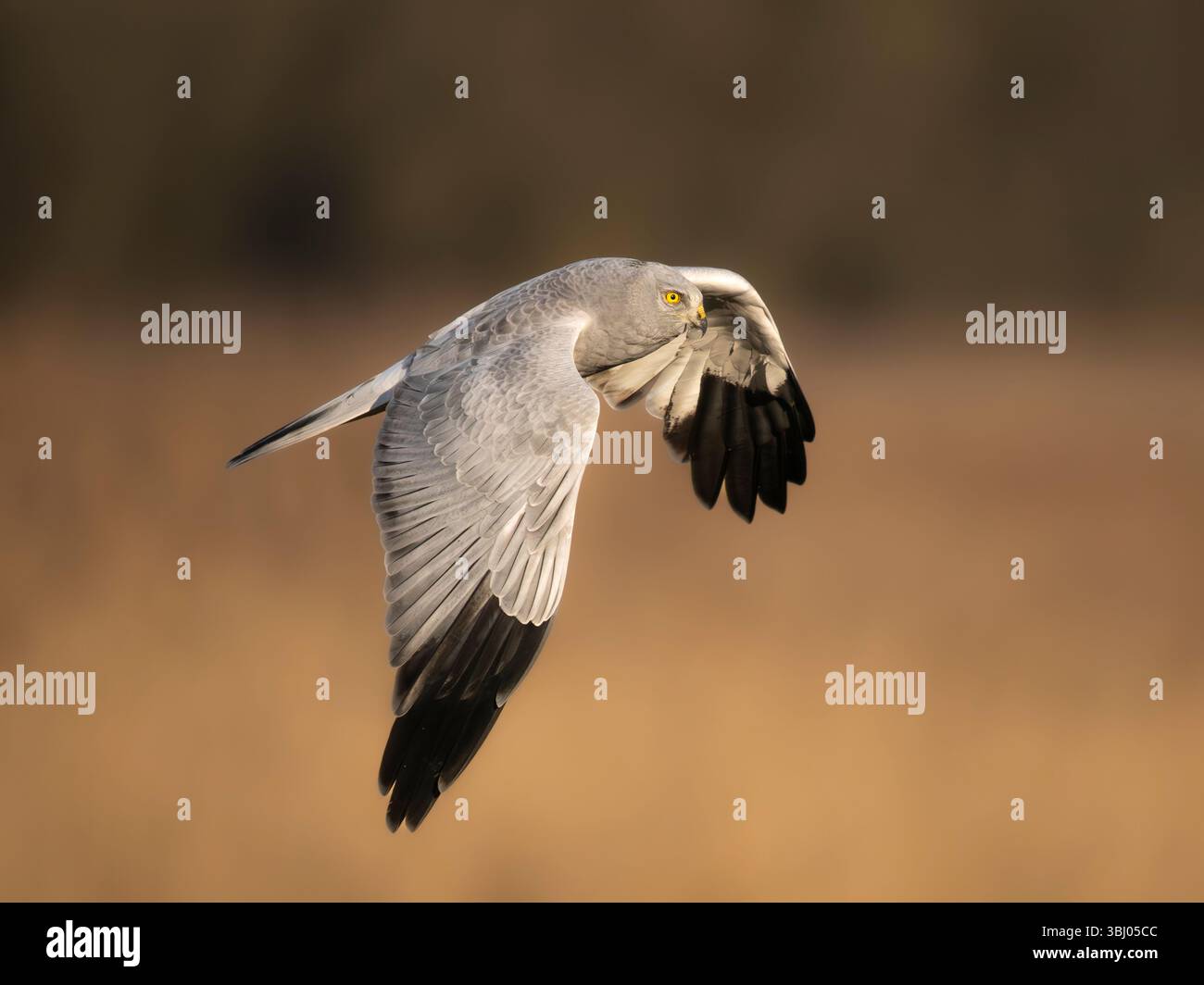 Hen harrier hi-res stock photography and images - Alamy